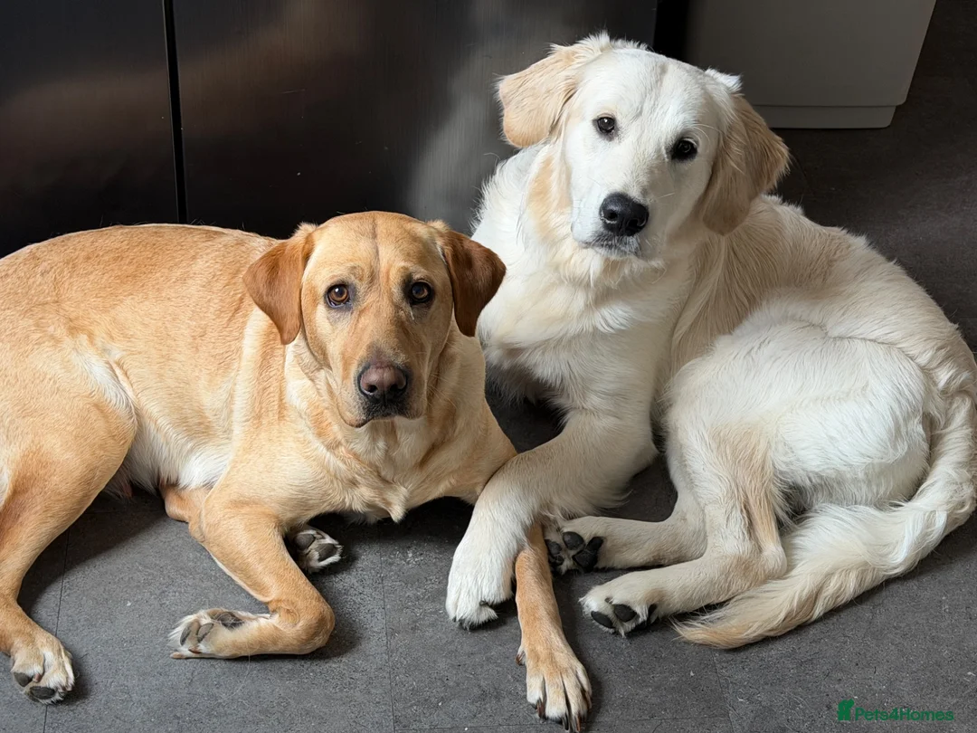 Goldador dogs for sale: Beautiful Goldador Puppies  - Advert 11