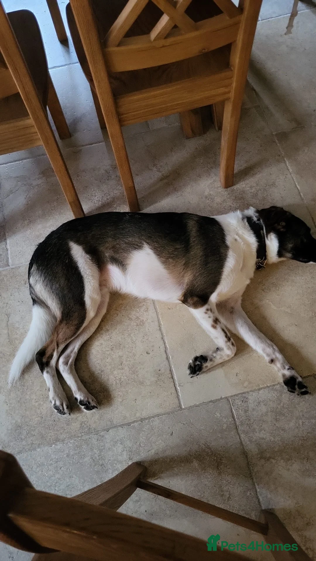 Mixed Breed dogs for sale: Astro - Smart, handsome and sensitive - Advert 14