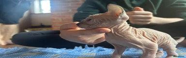 Sphynx 2