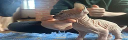 Sphynx cats for sale: Beautiful example Sphynx babies  - Advert 4