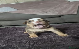 English Bulldog dogs for sale: Forever homes  - Image 3