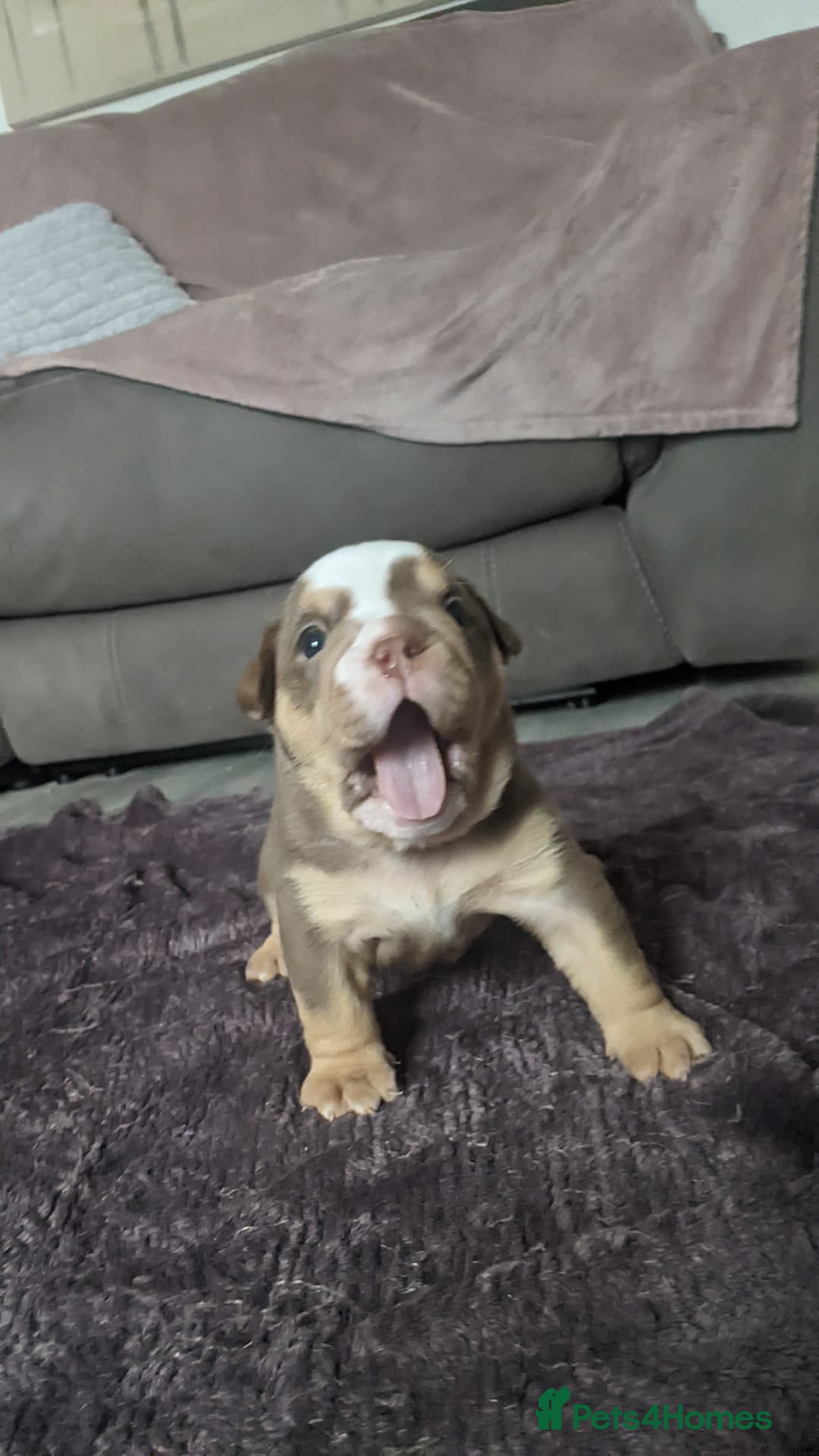 English Bulldog dogs for sale: Forever homes  - Image 3