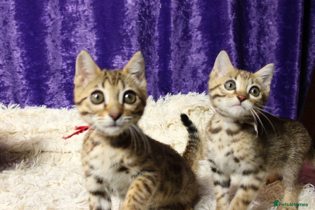 Bengal cats for sale: 🔥Stunning Bengal Kittens Available🔥 - Image 20