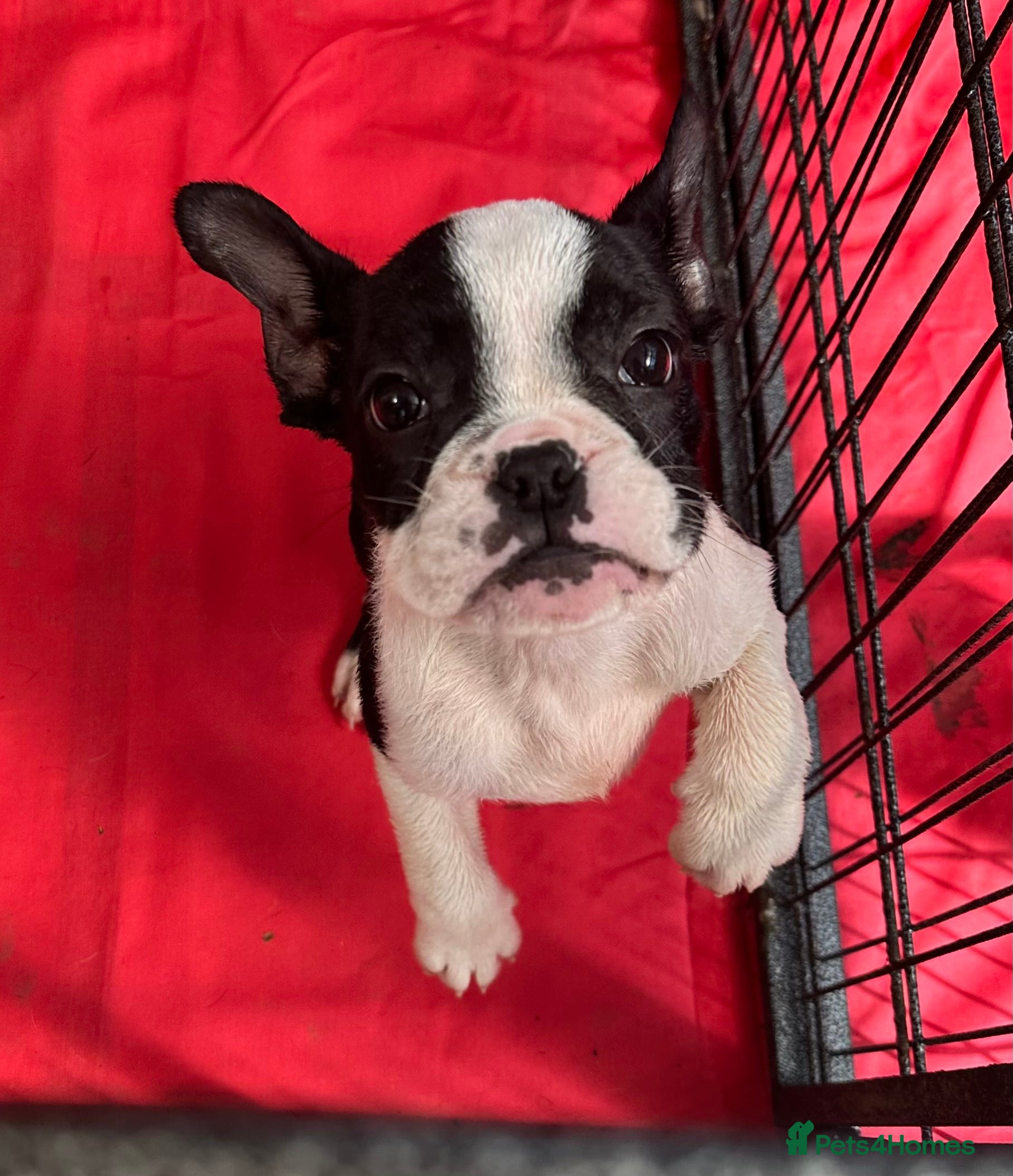 Mixed Breed dogs 7 American bulldog x French bulldog puppies  - Advert 2