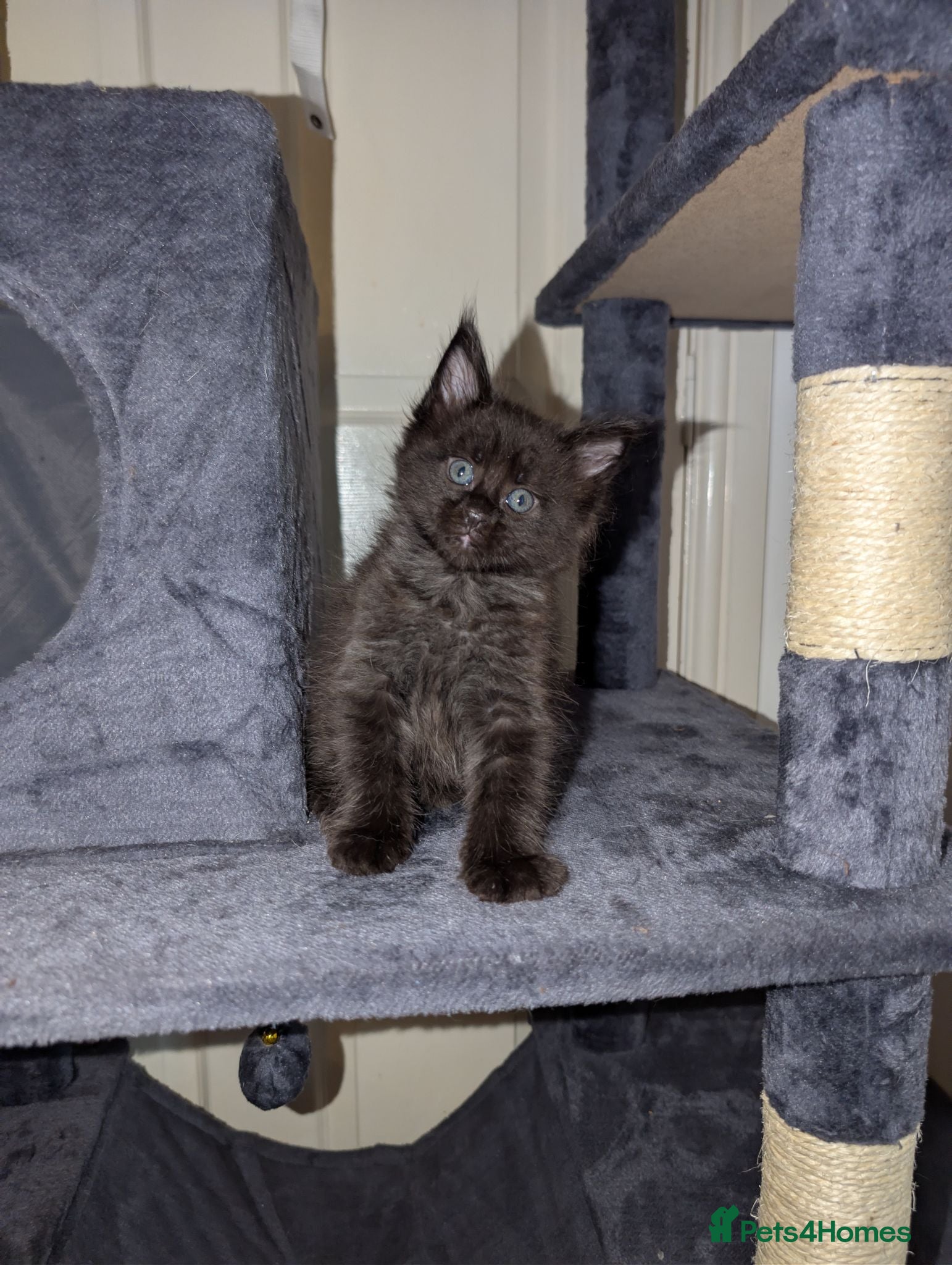 Maine Coon cats Tica registered mainecoons  - Advert 3