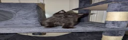 Maine Coon cats for sale: Tica registered mainecoons  - Advert 1