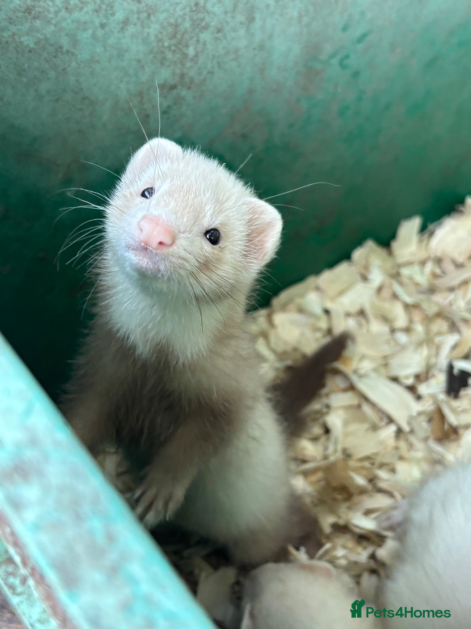 Ferret rodents Ferrets for sale  - Advert 4