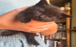 British Shorthair cats for sale: British blue short hair x ragdoll kittens - Image 6