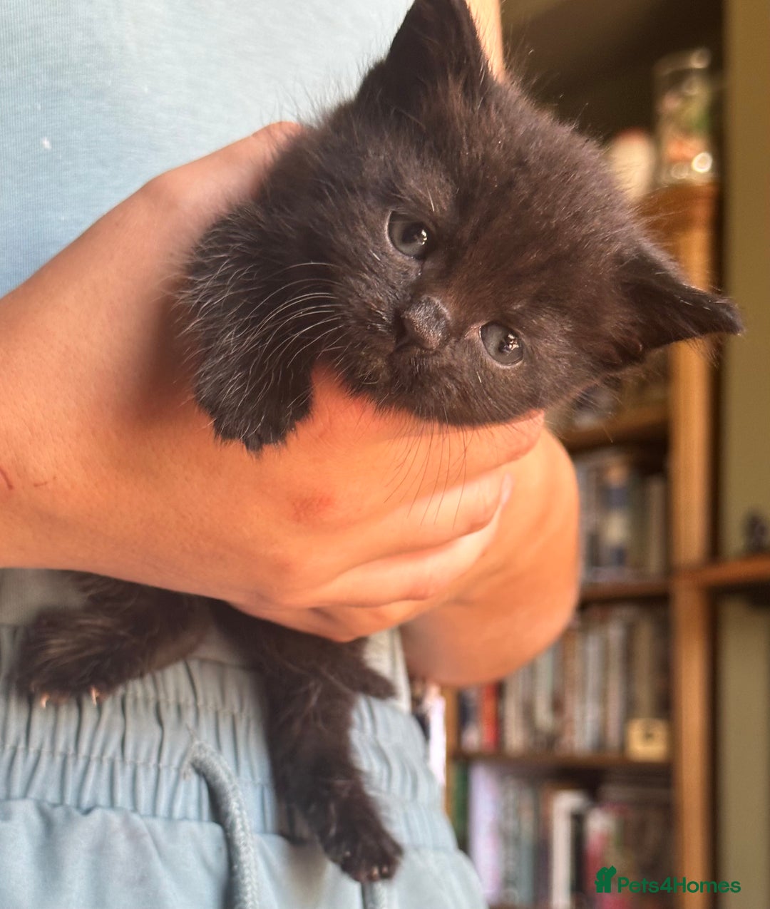 British Shorthair cats for sale: British blue short hair x ragdoll kittens - Image 6