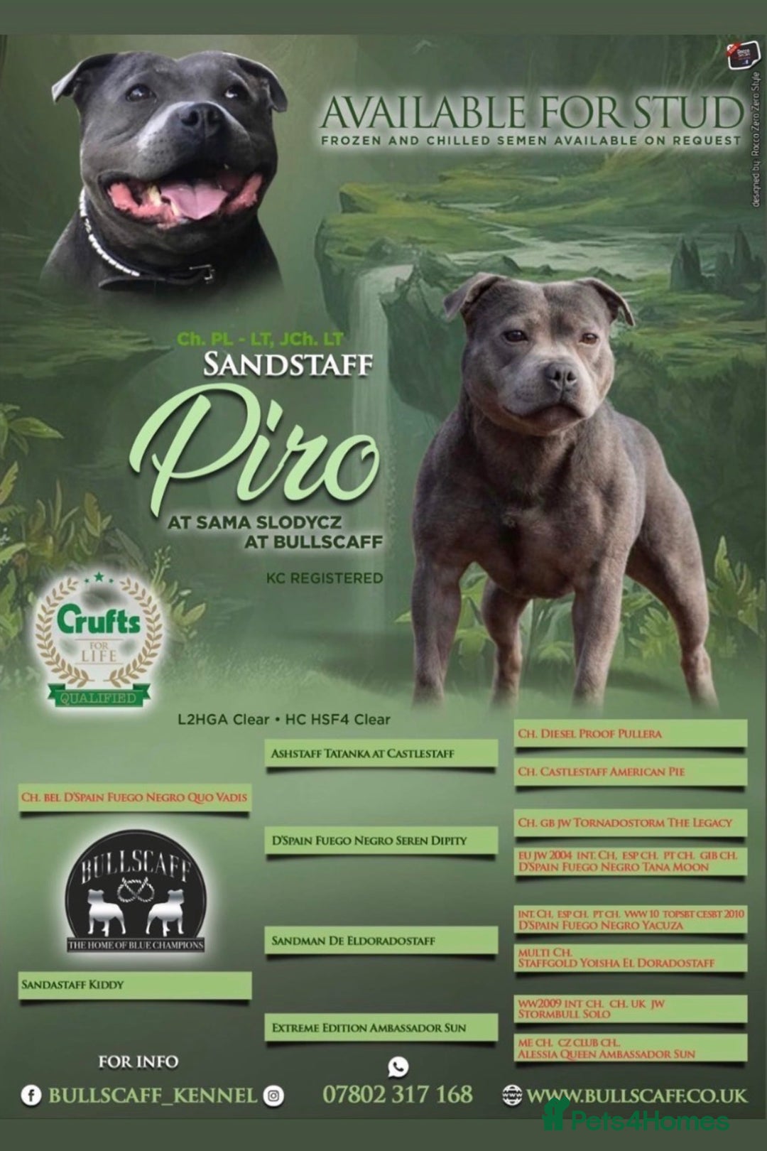 Staffordshire Bull Terrier dogs for sale: High Quality Blue & Black Staffy Puppies - Image 29