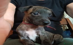 Whippet dogs for sale: Gloriously gorgeous puppies. Beautiful brindles. - Image 5