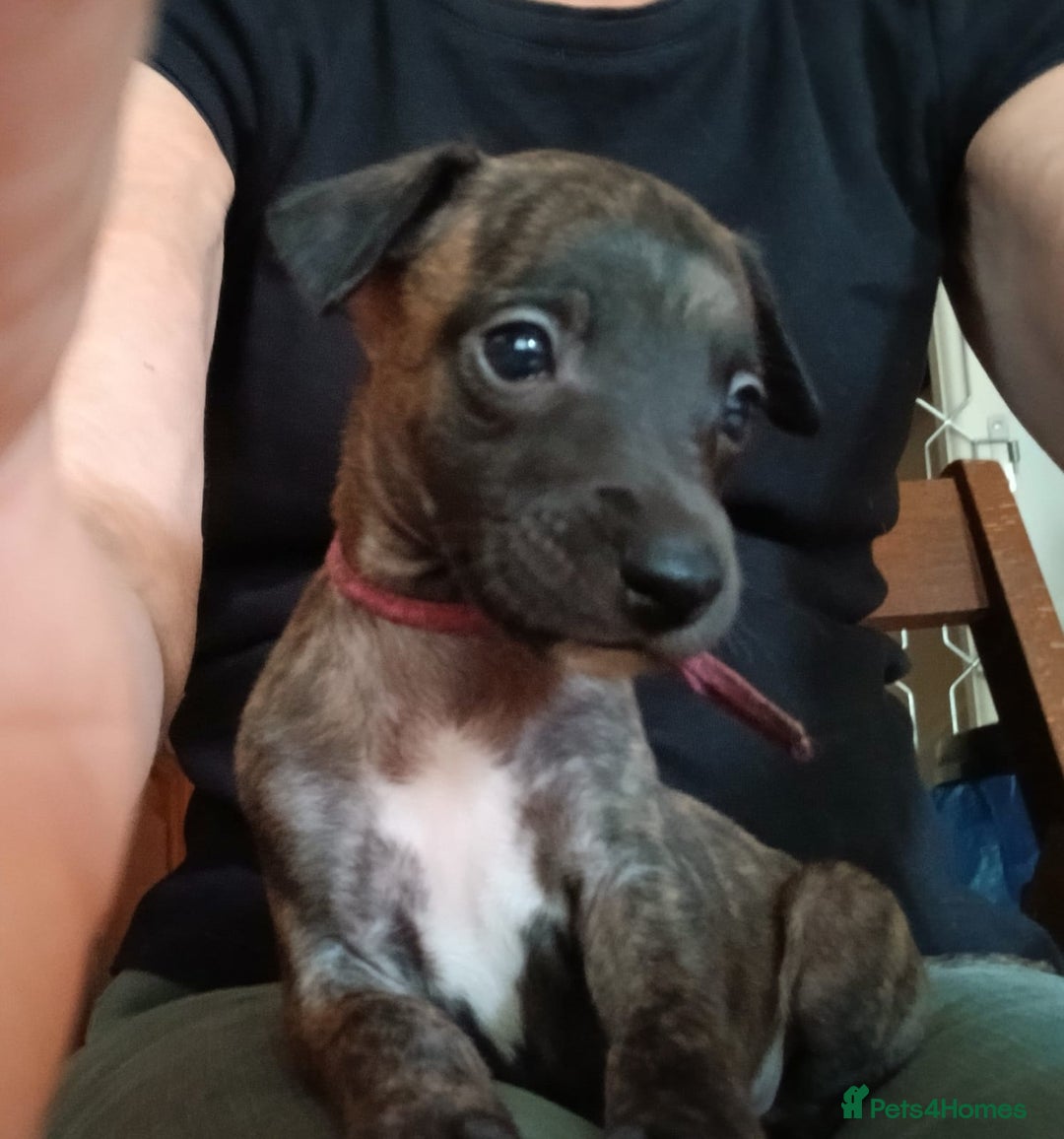 Whippet dogs for sale: Gloriously gorgeous puppies. Beautiful brindles. - Image 5