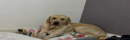 Labrador Retriever dogs for sale: Labrador  - Advert 10