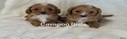 Cavapoo dogs for sale: Stunning F1 Red Cavapoo Girls  - Advert 1