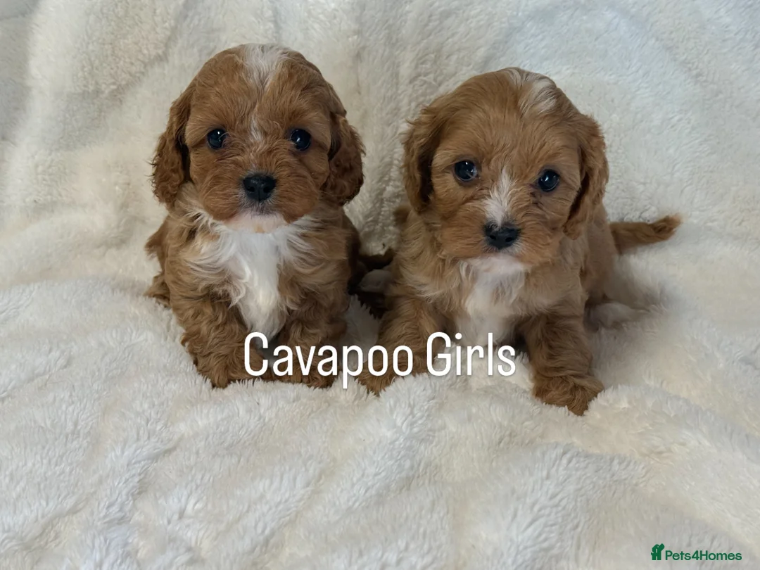 Cavapoo dogs for sale: Stunning F1 Red Cavapoo Girls  - Advert 1