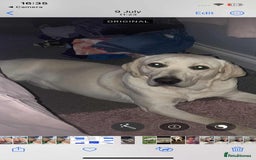 Labrador Retriever dogs for sale: Perfect Labrador Puppies - Image 7