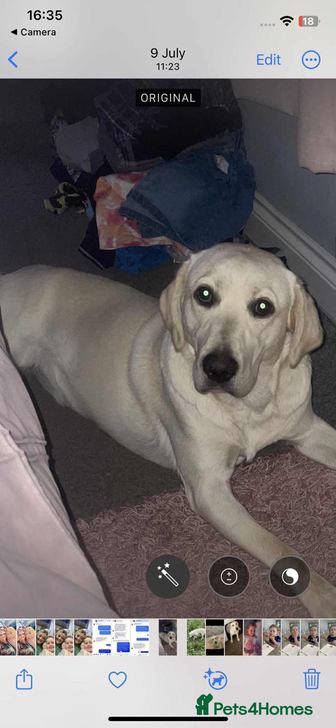 Labrador Retriever dogs for sale: Perfect Labrador Puppies - Image 7