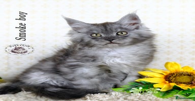 Maine Coon cats - Advert 15
