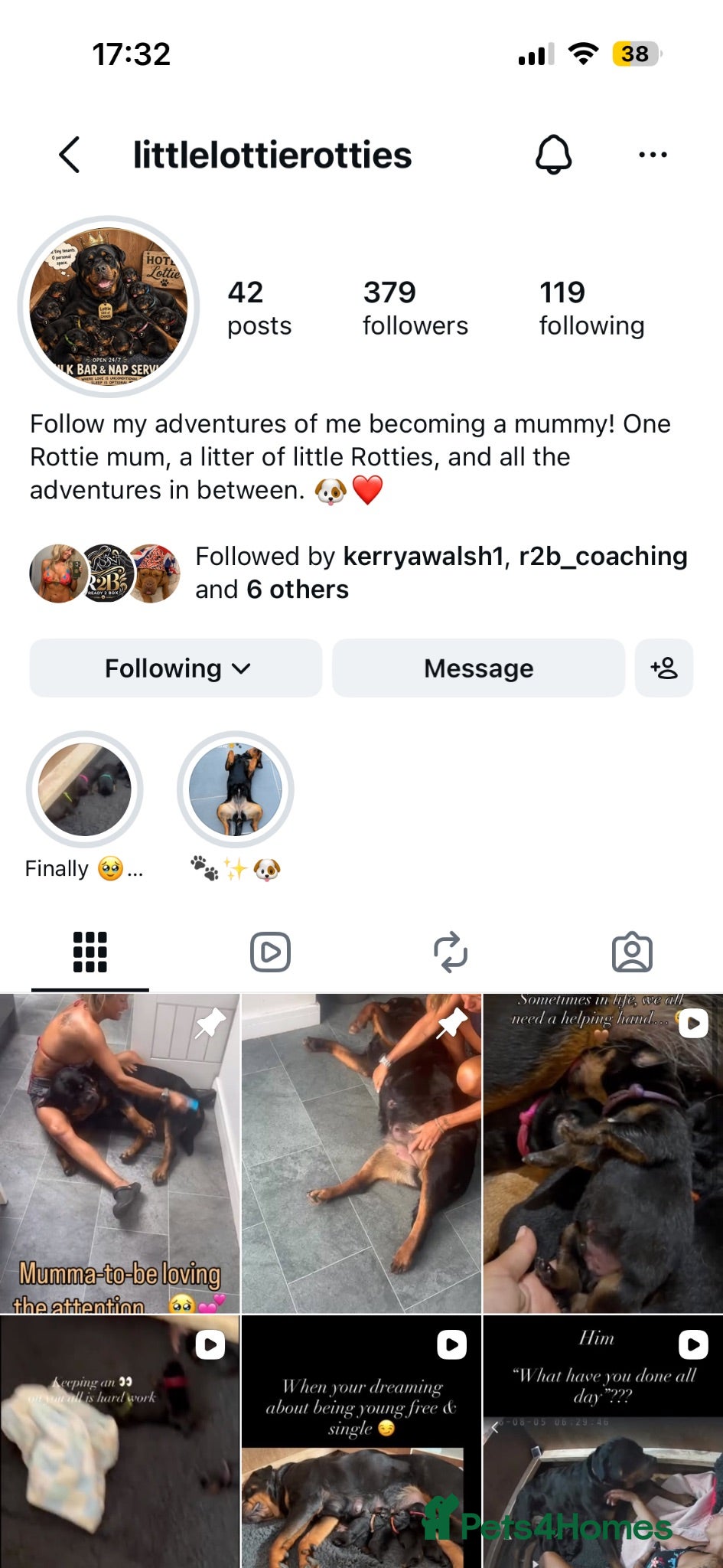Rottweiler dogs Amazing Rottweiler litter of 12, 5 girls 7 boys  - Advert 2
