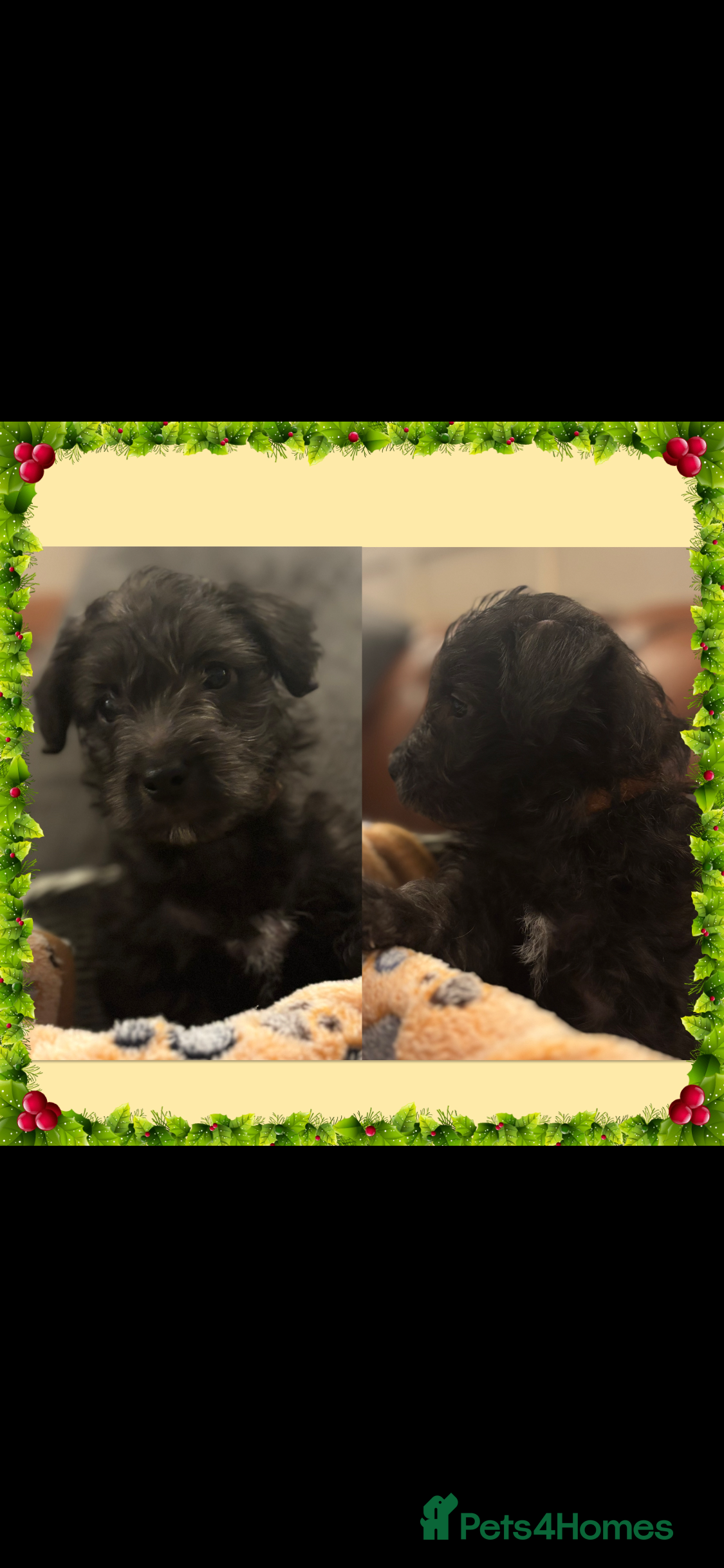 Westiepoo dogs Westiepoo puppies - Advert 1