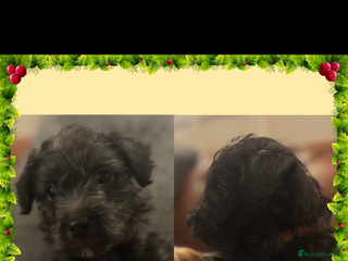 Westiepoo dogs Westiepoo puppies - Advert 1