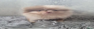 Pomeranian 1