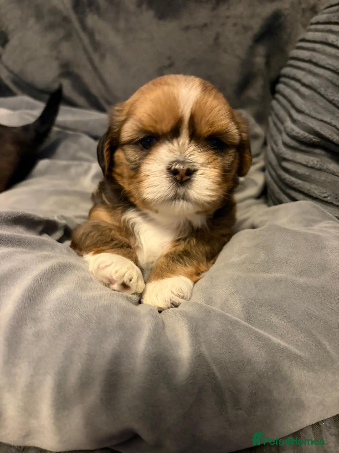 Shih Tzu dogs for sale: Gorgeous litter of shih tzu pups  - Advert 19