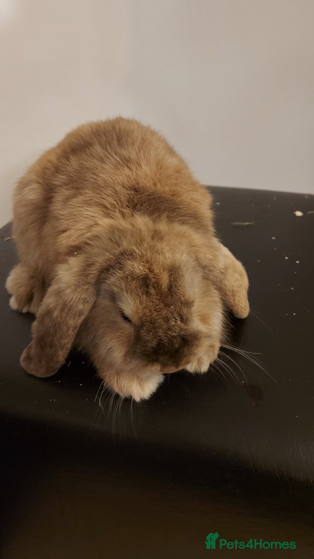 Mini Lion Lop rabbits for sale: Mini lops rabbit's  - Advert 1