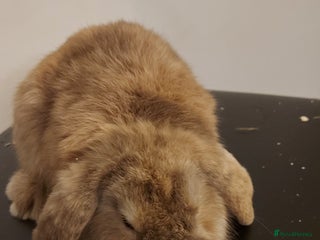 Mini Lion Lop rabbits Mini lops rabbit's - Advert 3