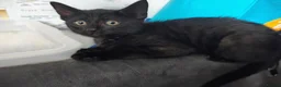 Mixed Breed cats for sale: 10 weeks old kittens - Advert 3