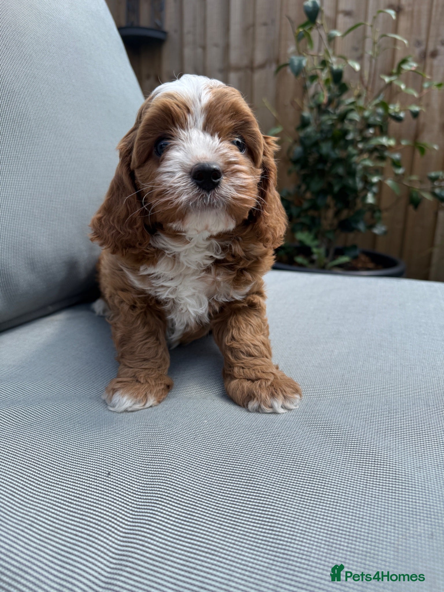 Cavapoo dogs Cavapoo puppies,health tested parents 5* licensed  - Advert 1