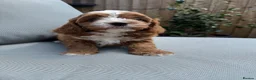 Cavapoo dogs for sale: Cavapoo puppies,health tested parents 5* licensed  - Advert 1