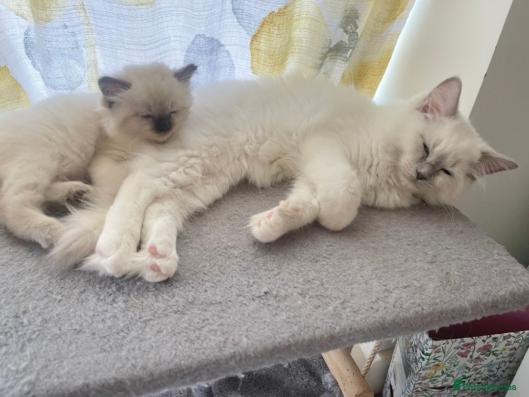 Ragdoll cats for sale: 🌟 Stunning Ragdoll Kittens 🌟 - Image 5