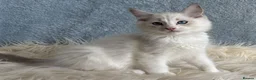 Ragdoll cats for sale: Beautiful Tica Register Kittens Ragdoll - Advert 30