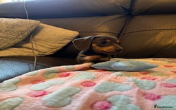 Miniature Dachshund dogs for sale: Adorable Blue and Tan puppies  - Image 3