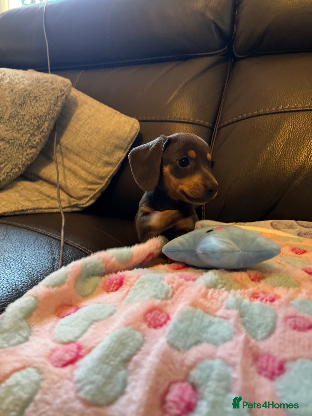 Miniature Dachshund dogs for sale: Adorable Blue and Tan puppies  - Image 3