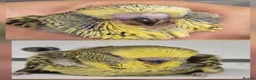 Budgerigars birds for sale: For Breeders only - Advert 2