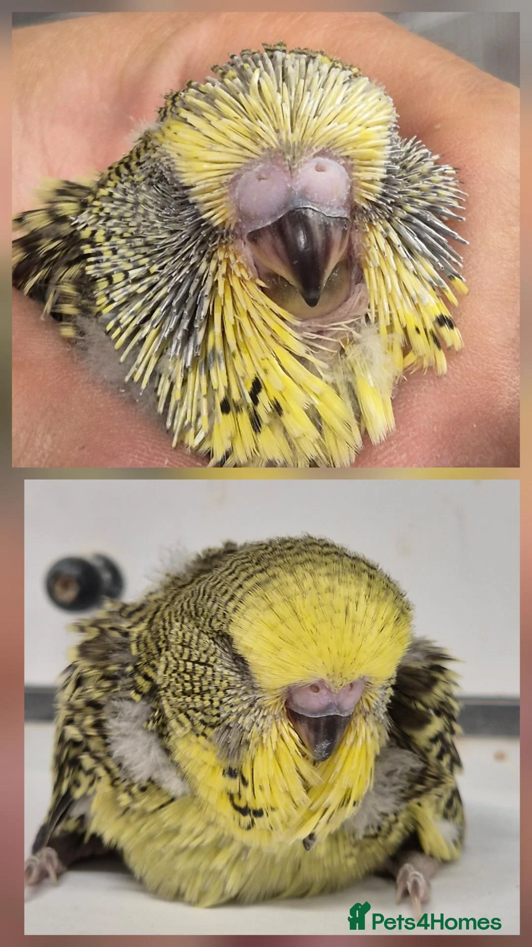 Budgerigars birds for sale: For Breeders only - Advert 2