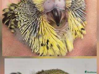 Budgerigars birds For Breeders only - Advert 2