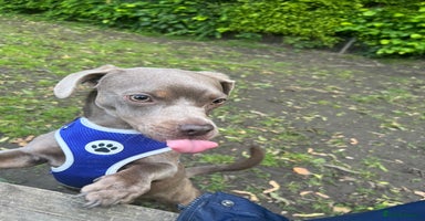 Mixed Breed dogs - Advert 1