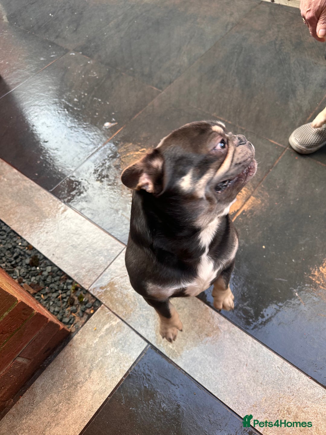 French Bulldog dogs for sale: Both brothers from same litter - Advert 3