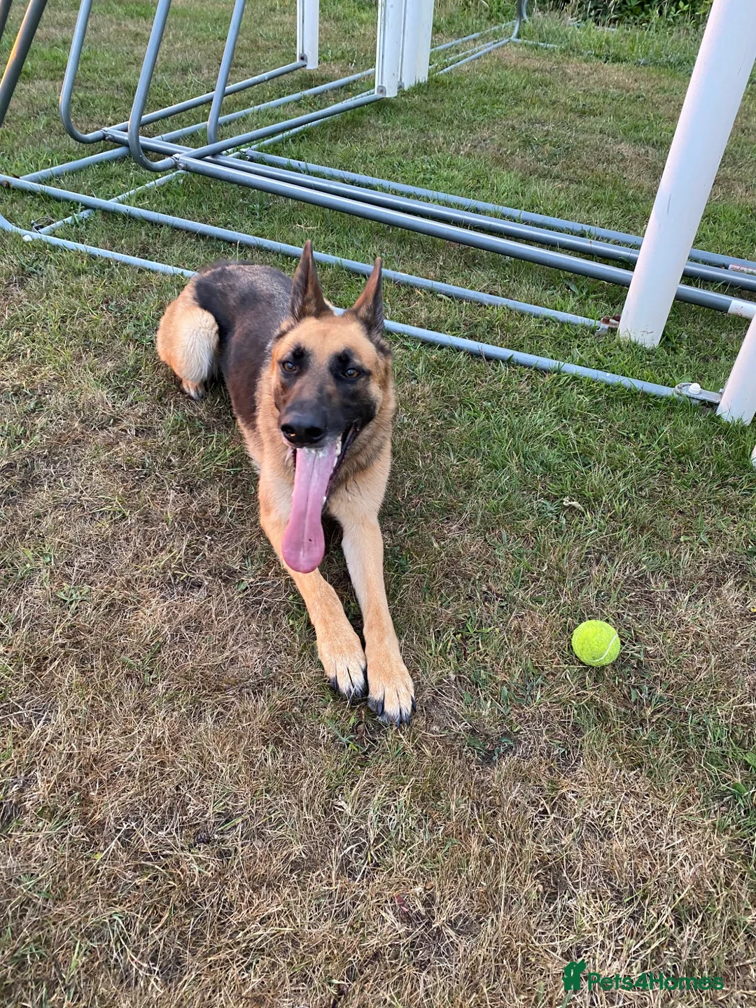 Mixed Breed dogs for sale: Loving German Shepherd looking for forever home in Truro - Advert 2