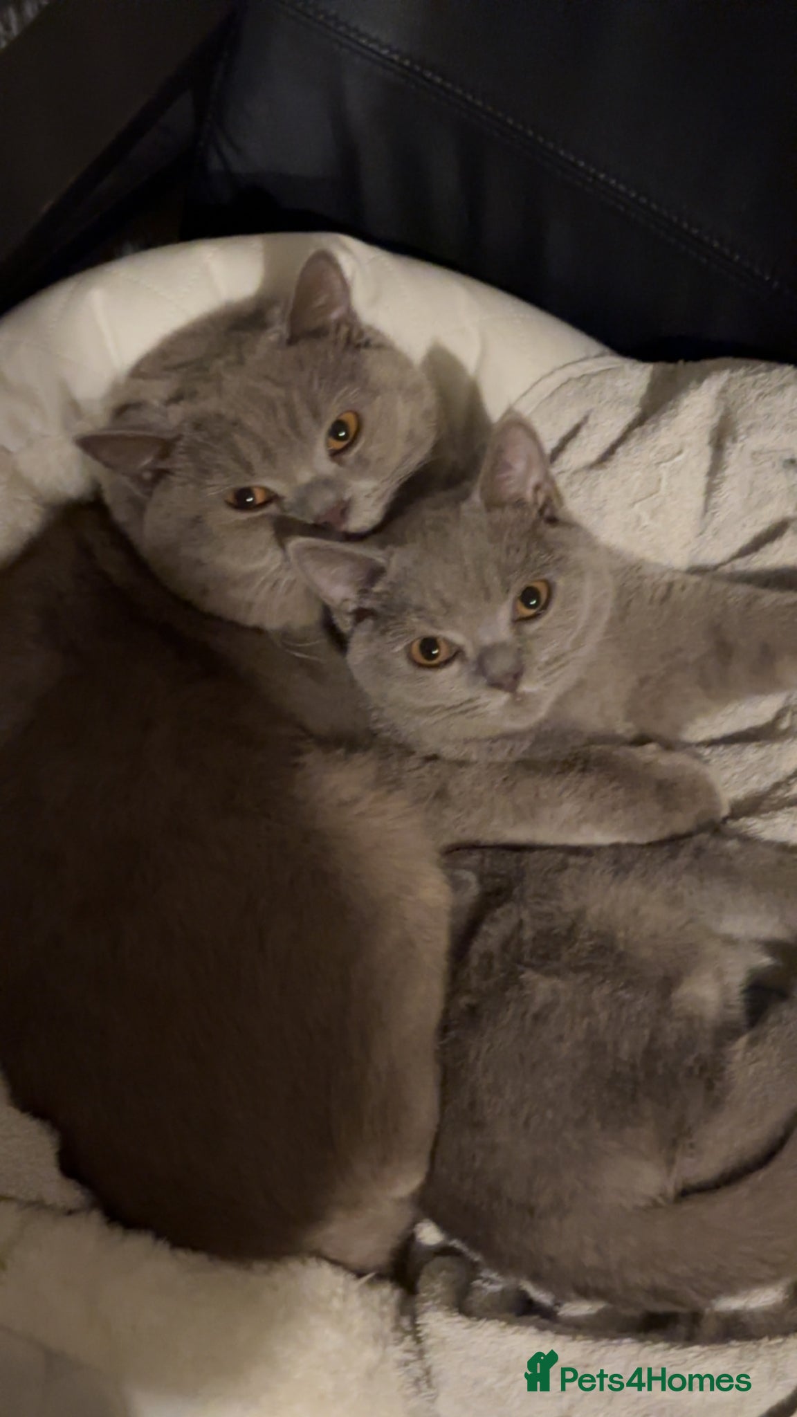 British Shorthair cats Both for sell  - Advert 9