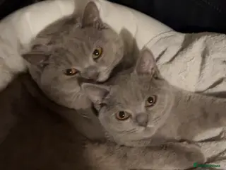 British Shorthair cats Both for sell - Advert 9