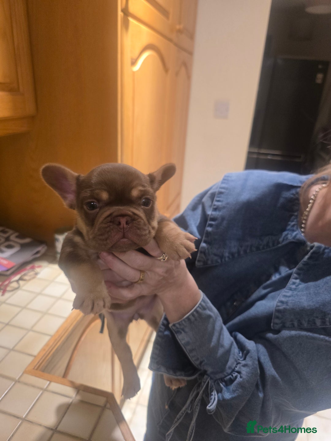 French Bulldog dogs for sale: 2 beautiful French bulldogs for sale - Advert 19