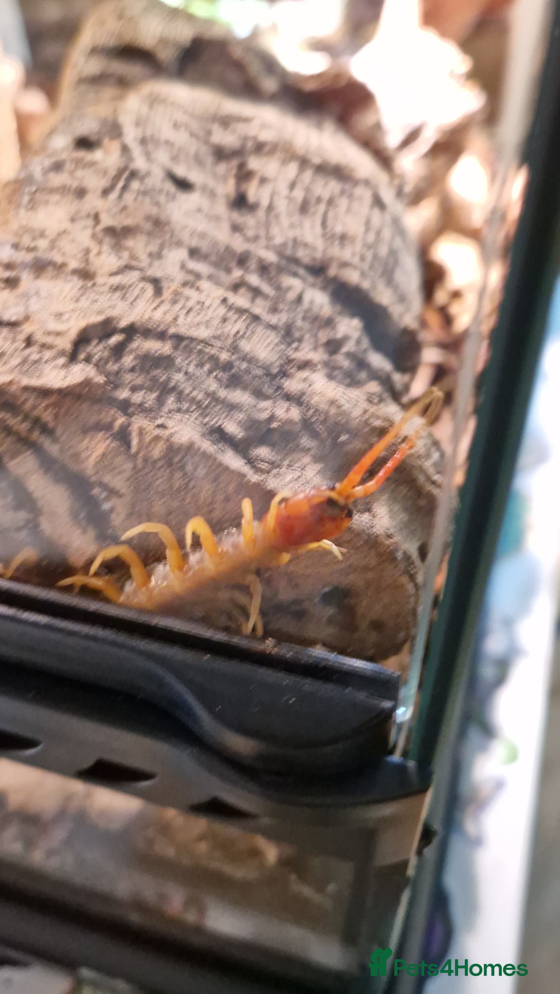 Centipedes invertebrates Juvenile Vietnamese Centipede With Enclosure - Advert 8