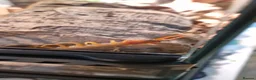 Centipedes invertebrates for sale: Juvenile Vietnamese Centipede With Enclosure - Advert 1