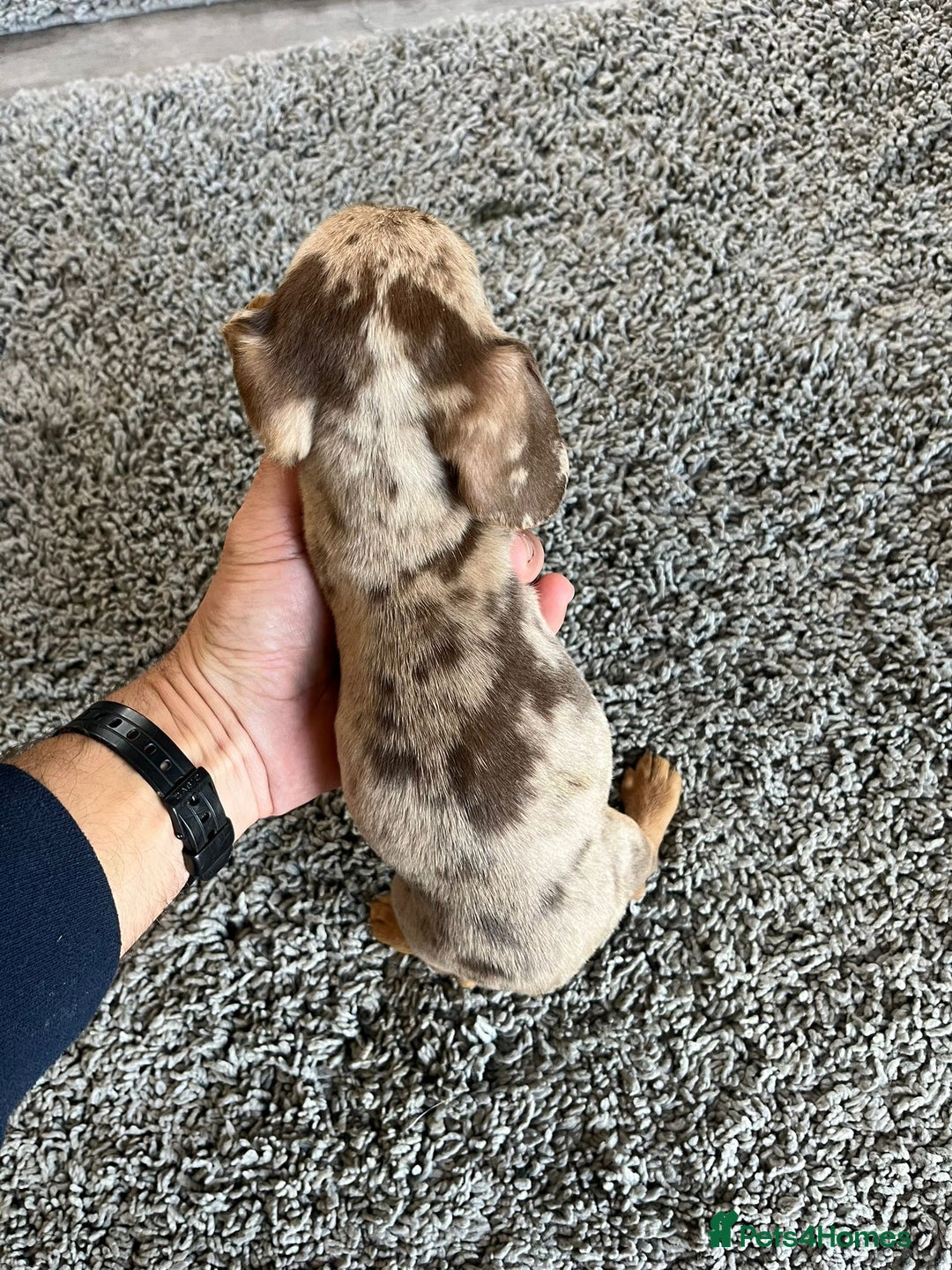 Miniature Dachshund dogs for sale: Exceptional Miniature Dachshund Puppies! - Advert 9