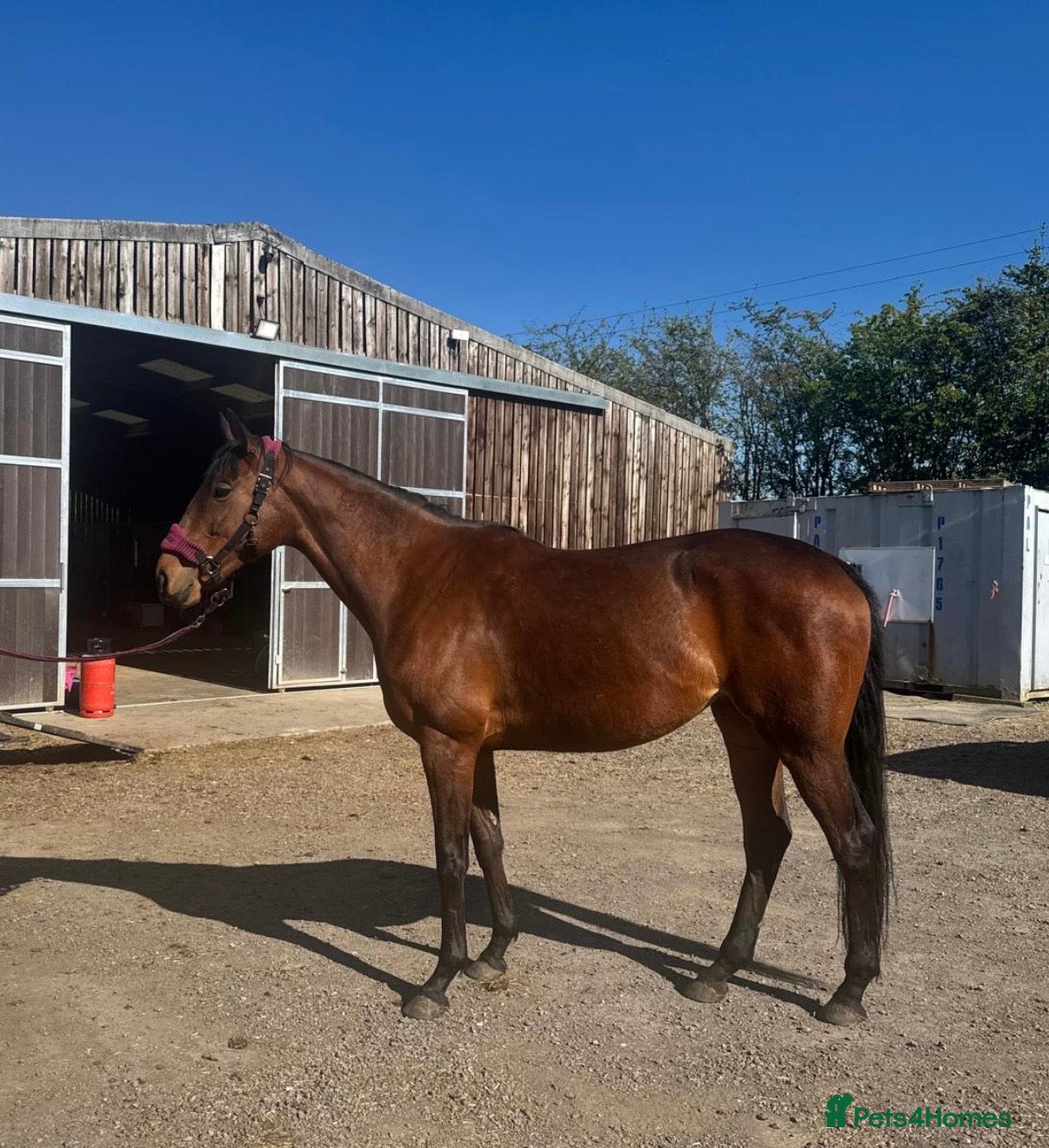 English Thoroughbred horses Companion / project for experienced home only - Advert 3