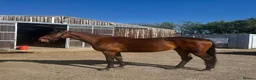 English Thoroughbred horses for sale: Companion / project for experienced home only - Advert 1
